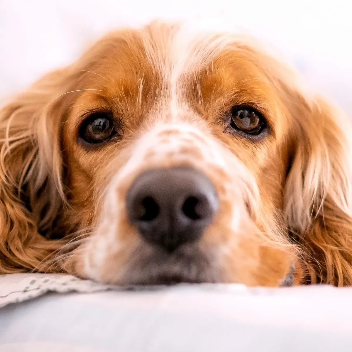Chien souffrant d’anxiété de séparation lorsqu’il est laissé seul à la maison