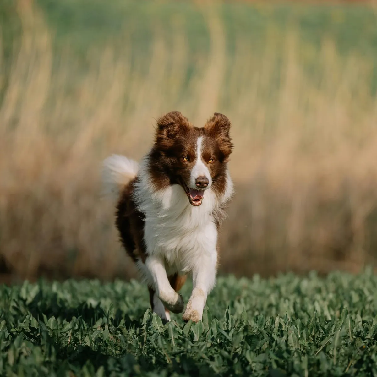 Chien hyperactif ayant des difficultés à se canaliser sans cadre éducatif adapté