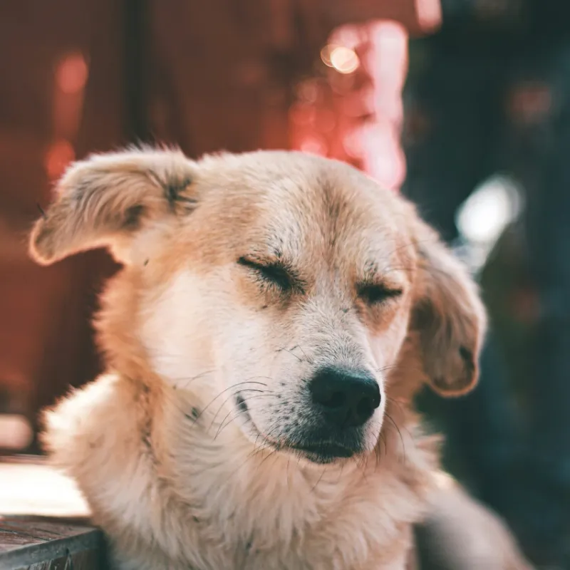 Chien hypersensible réagissant fortement à son environnement et aux stimulations