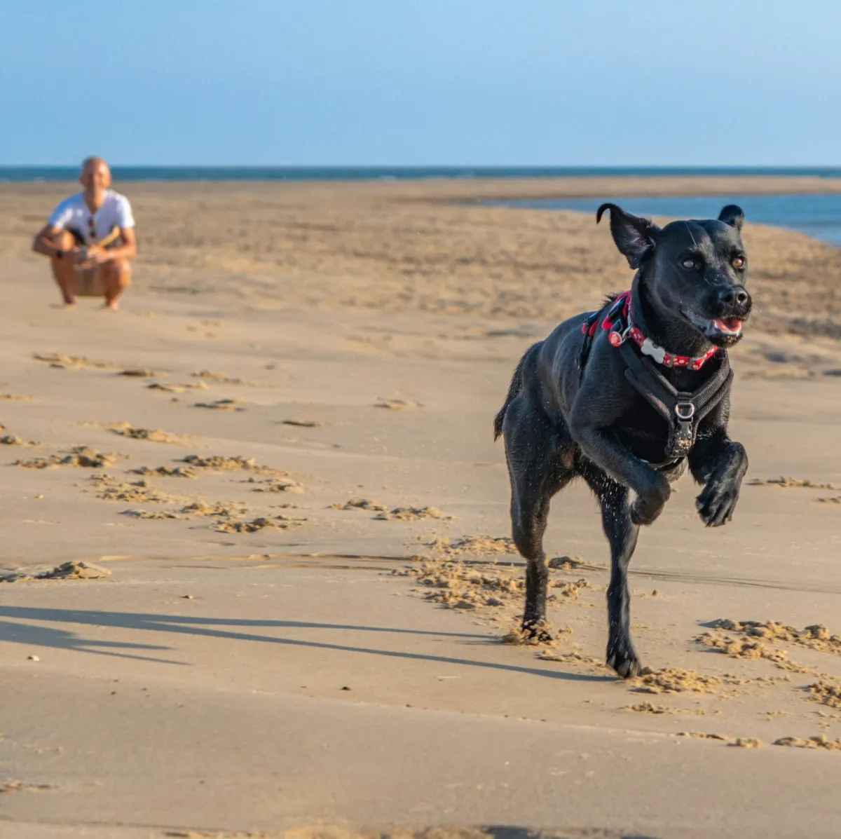 Chien qui ne revient pas au rappel en extérieur face aux distractions