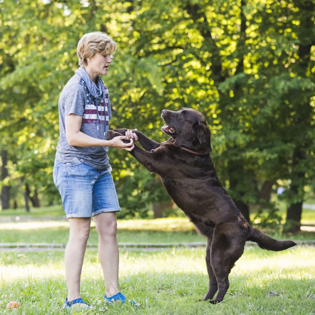 Chien qui saute sur ses humains par excitation ou manque de cadre éducatif