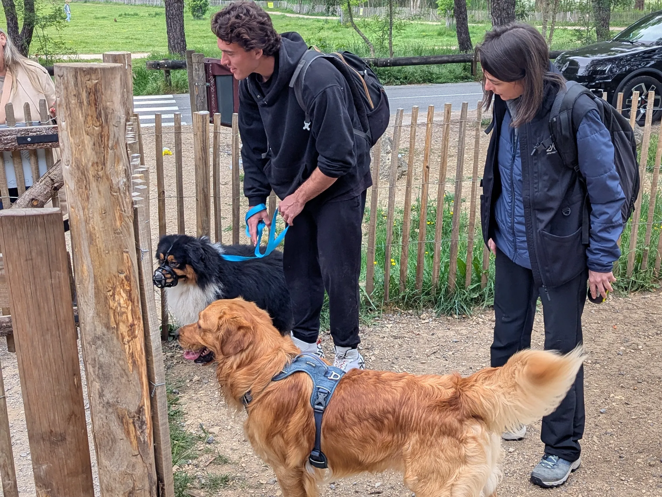 Deux chiens calmes en interaction après travail de rééducation comportementale sur la Côte d’Azur