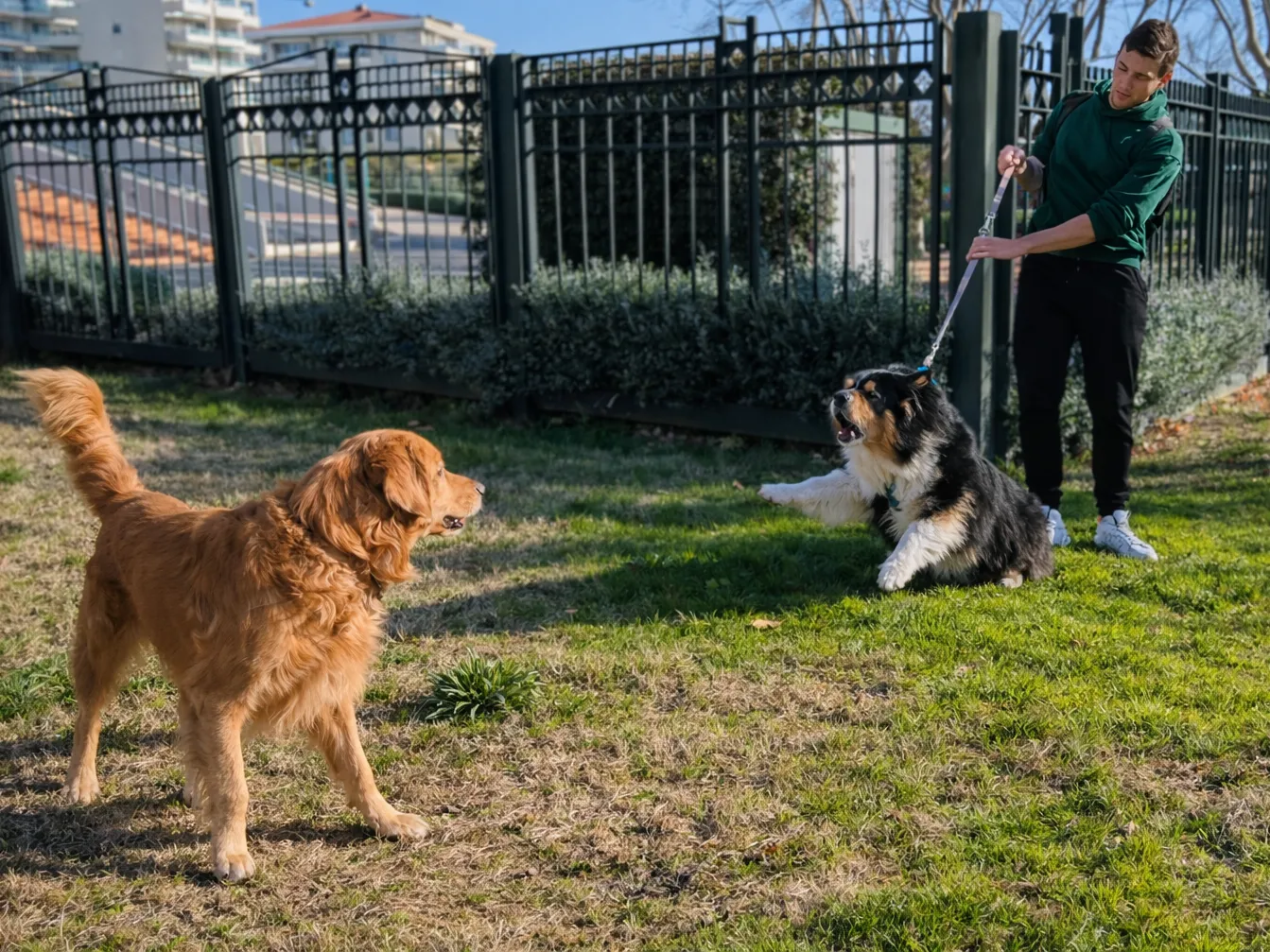Chien réactif muselé en situation de croisement avant travail de rééducation comportementale