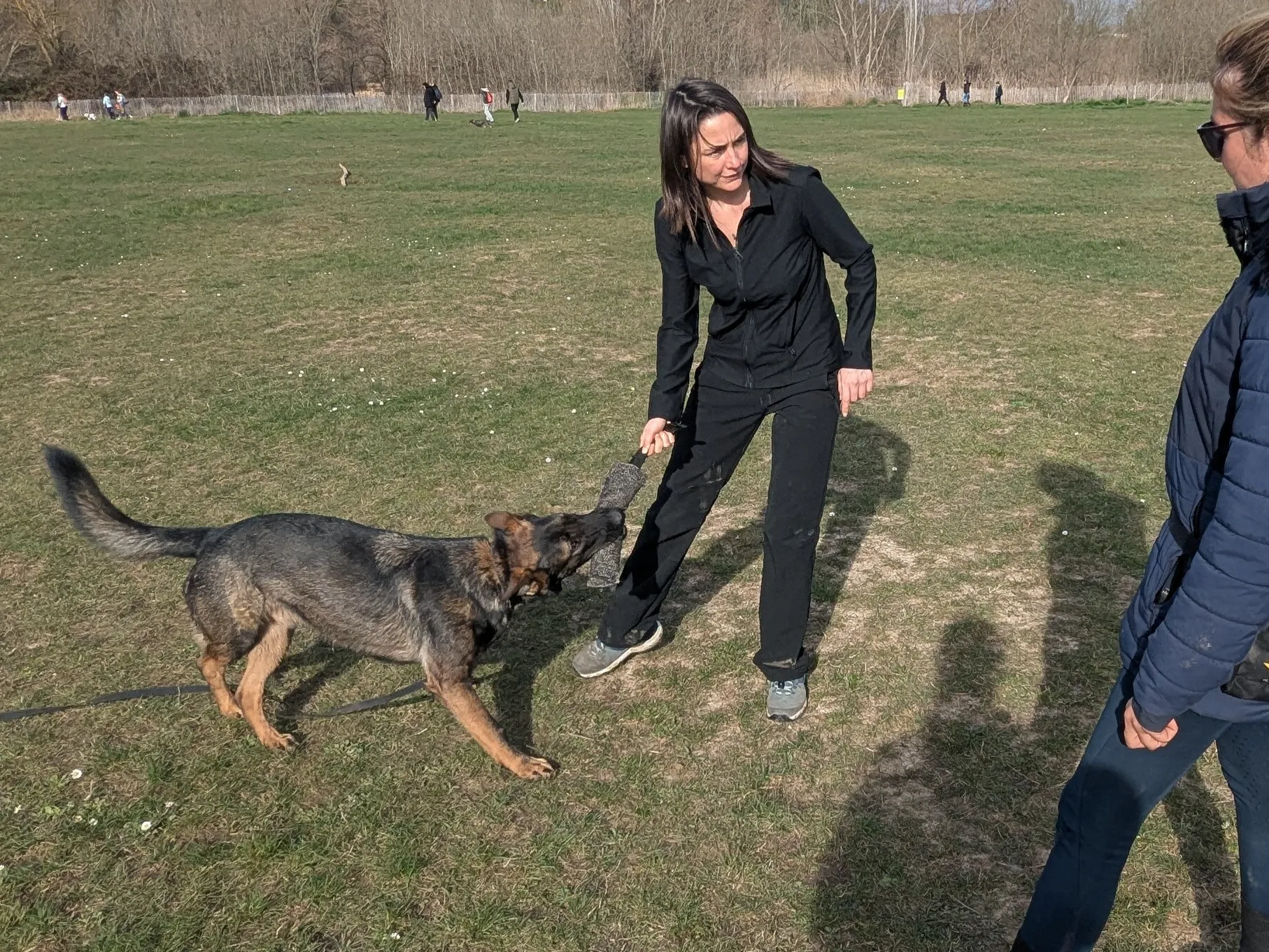 Education canine avec un berger allemand dans un parc