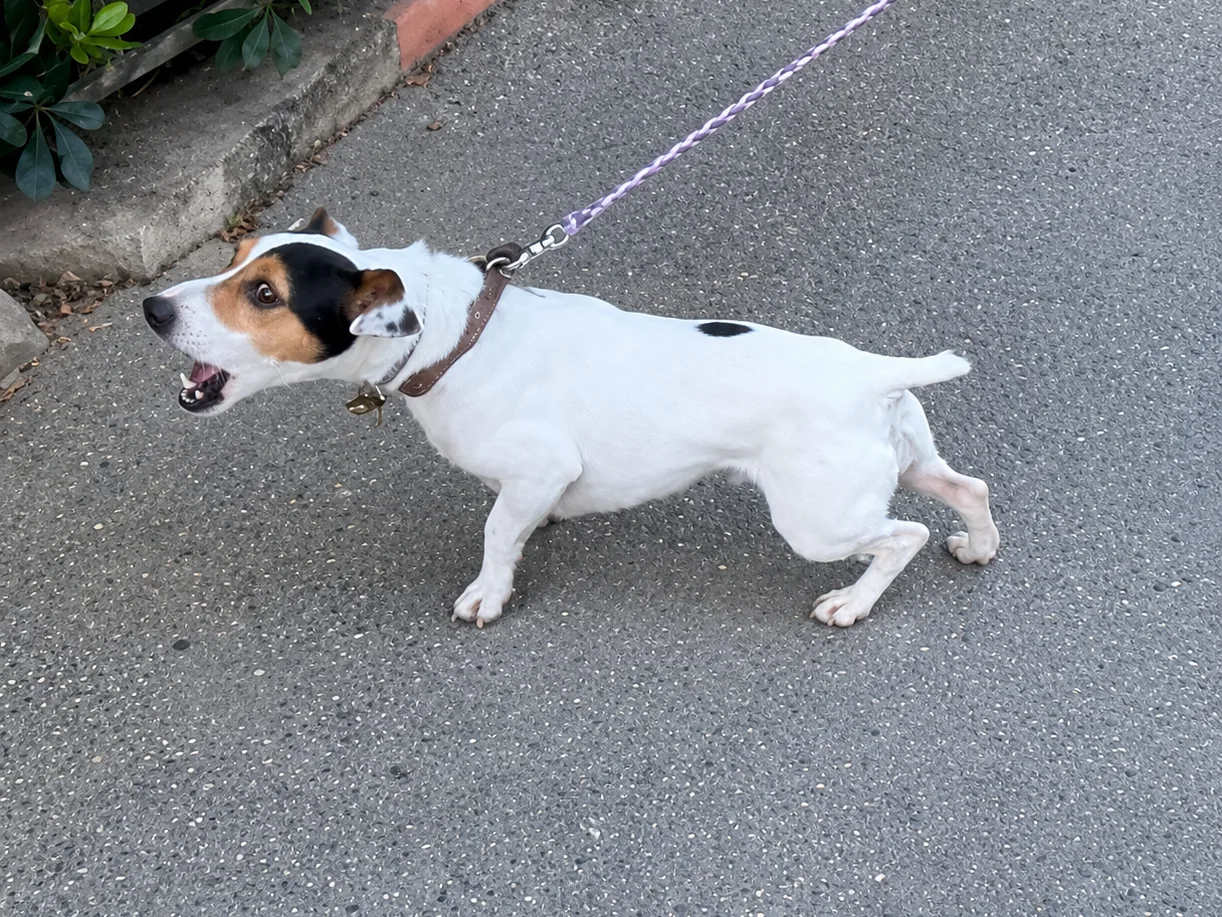 Jack Russell qui aboie en laisse avant travail d'éducation canine