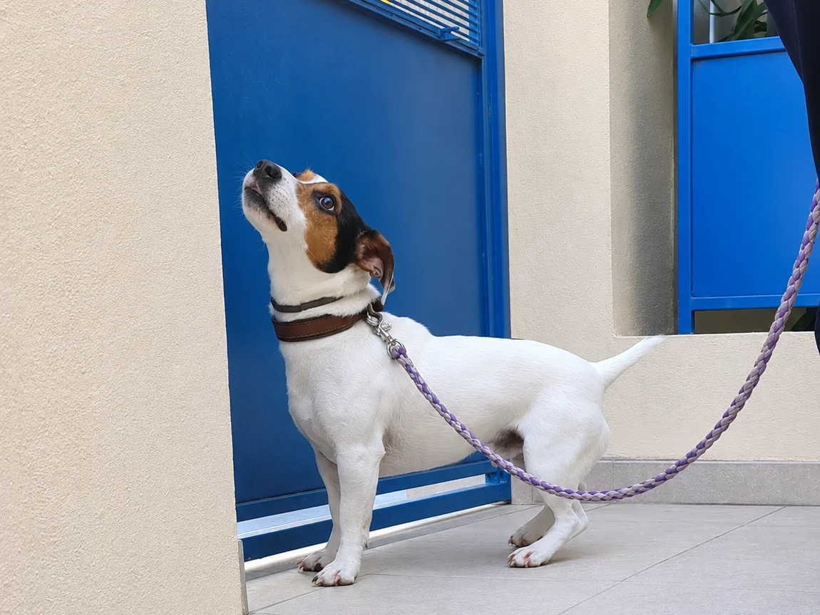 Jack Russell terrier calme en laisse après travail d'éducation canine