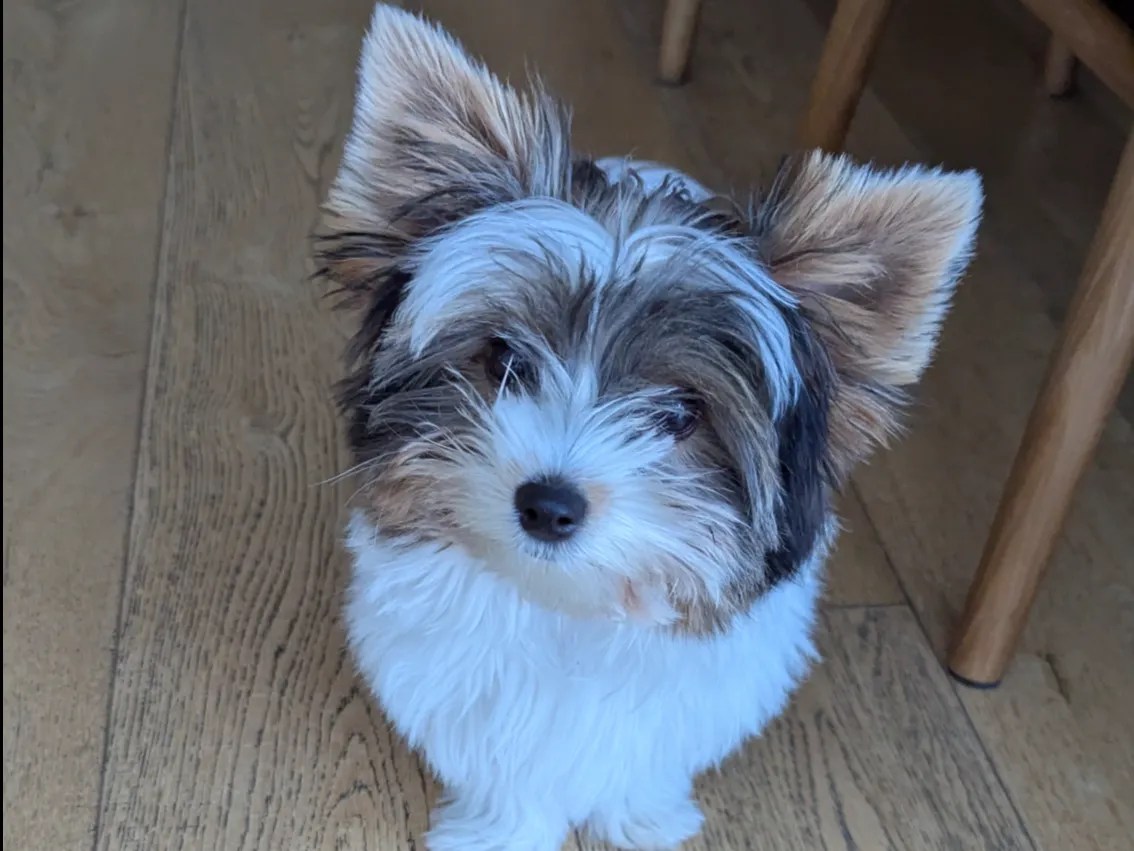 Chiot Biewer Terrier sur parquet en bois