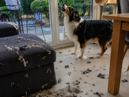 Chien anxieux lors des absences avant travail sur l&rsquo;anxi&eacute;t&eacute; de s&eacute;paration