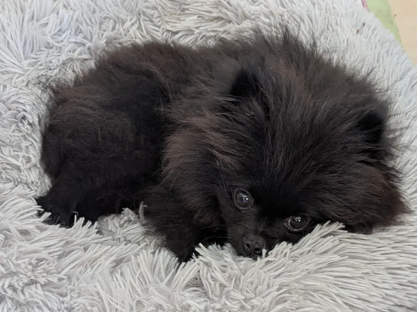 Chiot Spitz Poméranien noir dans un panier gris