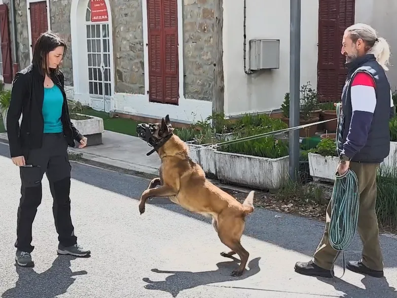 Chien réactif plus calme après un travail de rééducation comportementale