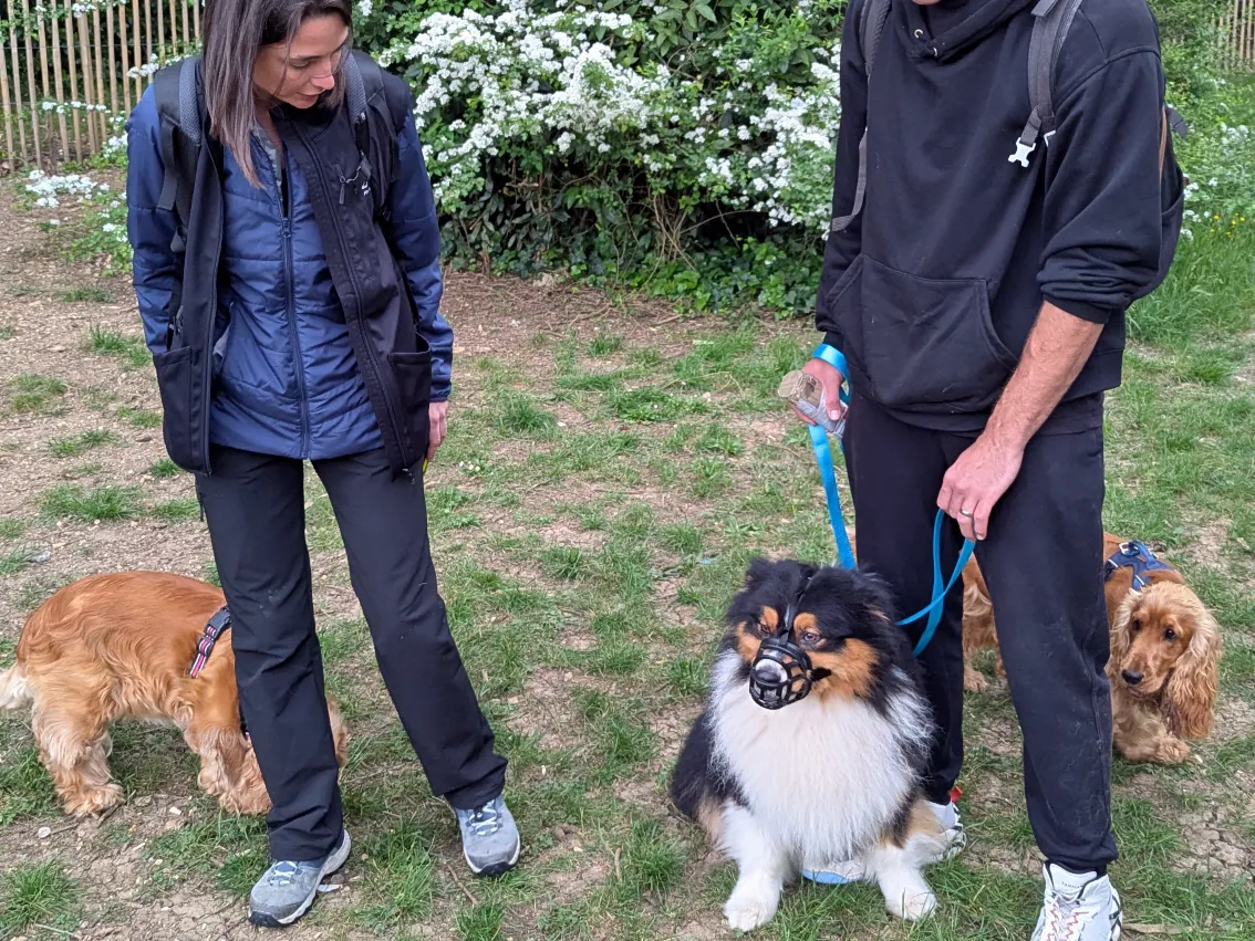 Travail comportemental avec un chien réactif en conditions réelles